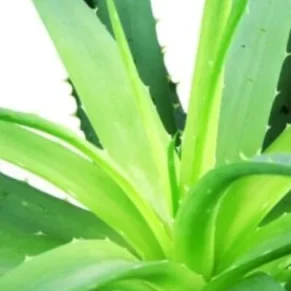 Aloe Vera Plant