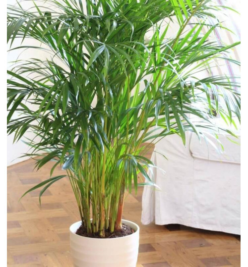 Areca Palm