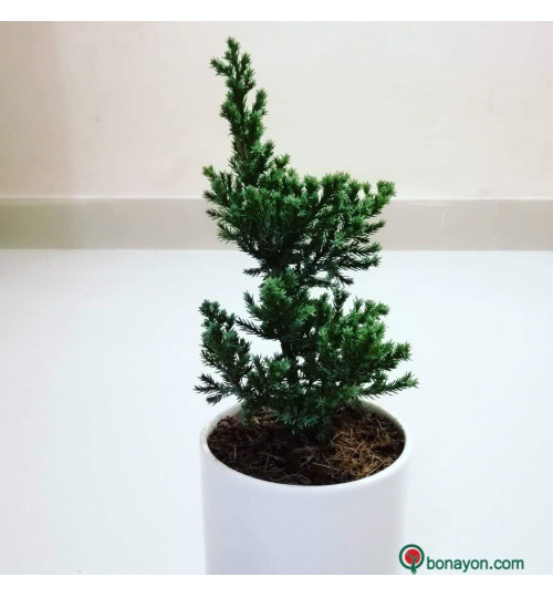 CHRISTMAS TREE BONSAI