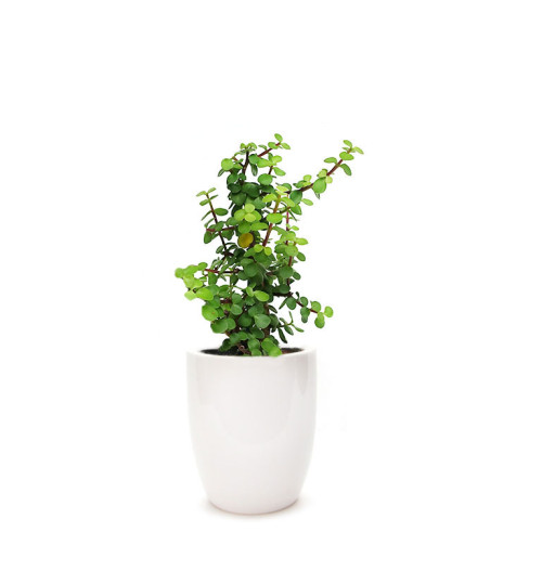 Jade Plant - Lucky Plant