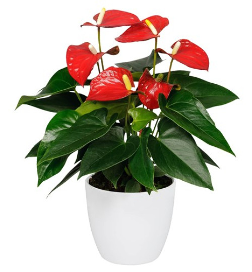 Anthurium Red With Exclusive White Pot