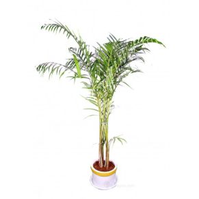 Areca Palm Indoor Plant