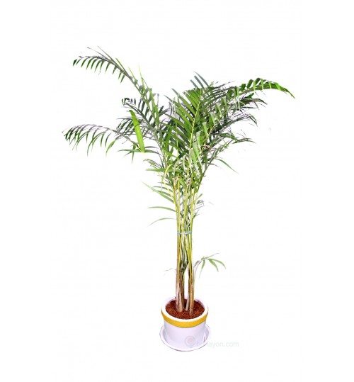 Areca Palm Indoor Plant