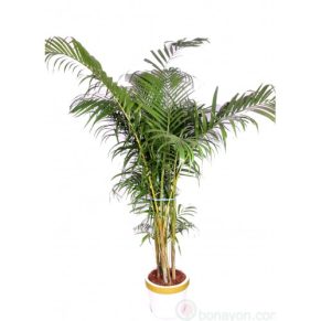 Areca Palm