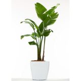 Bird of Paradise with Exclusive Ceramic Pot