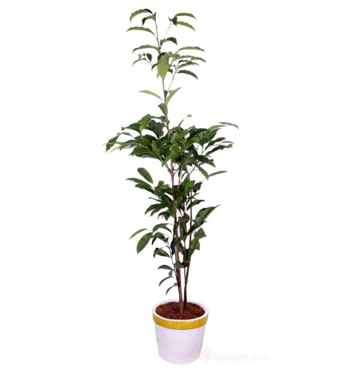 Bokul Indoor Local Plant