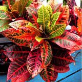 Codiaeum variegatum rainbow - রেইনবো পাতাবাহার