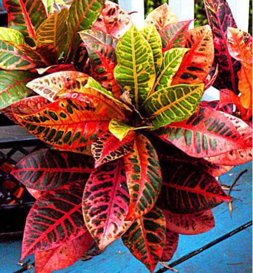 Codiaeum variegatum rainbow - রেইনবো পাতাবাহার
