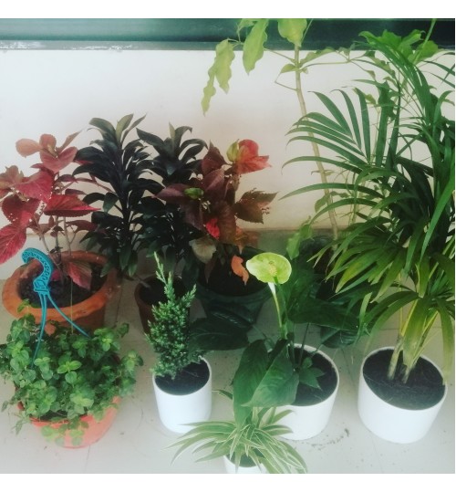 INDOOR PLANTS PACKAGE
