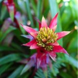 Orchid-Bromeliad অরকিড ব্রোমেলিয়া