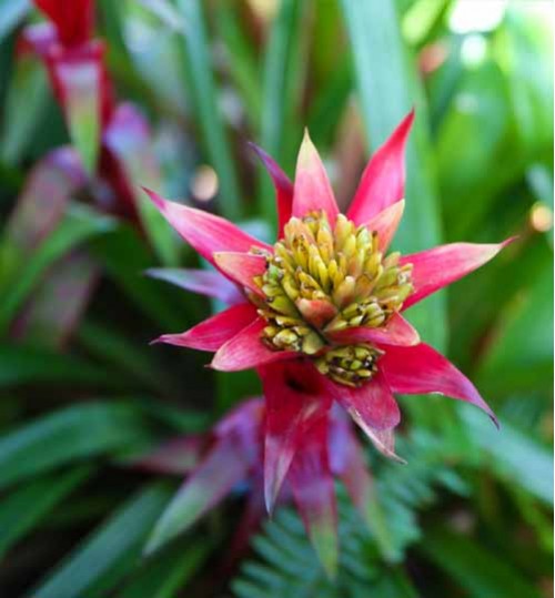Orchid-Bromeliad অরকিড ব্রোমেলিয়া