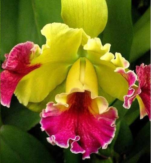 Orchid-Cattleya-yellow