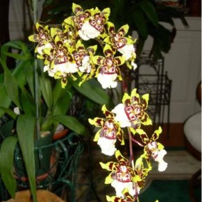 Orchid-Dancing-lady-white