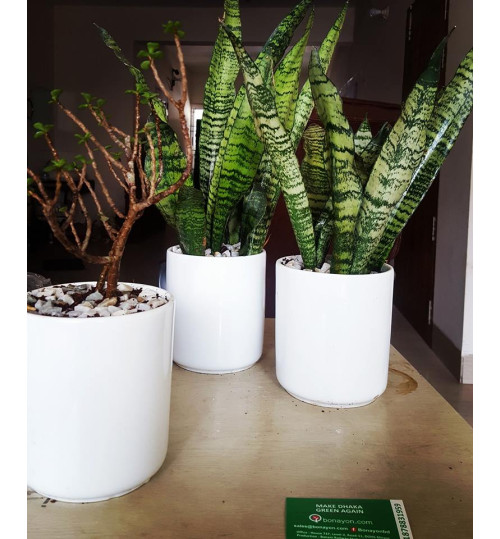Snake Plant - Indoor Plant with Ceramic Pot