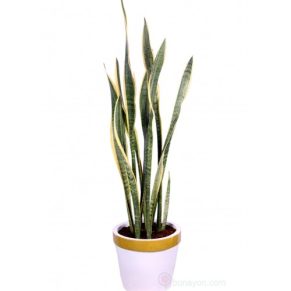 SNAKE PLANT BIG SIZE