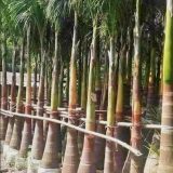 বোতল পাম