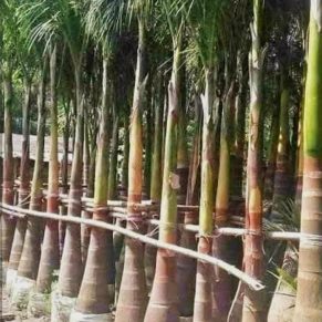 বোতল পাম