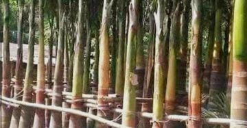 বোতল পাম,
ধরন. পাম গাছ,
সাইজ. ৫ ফিট,