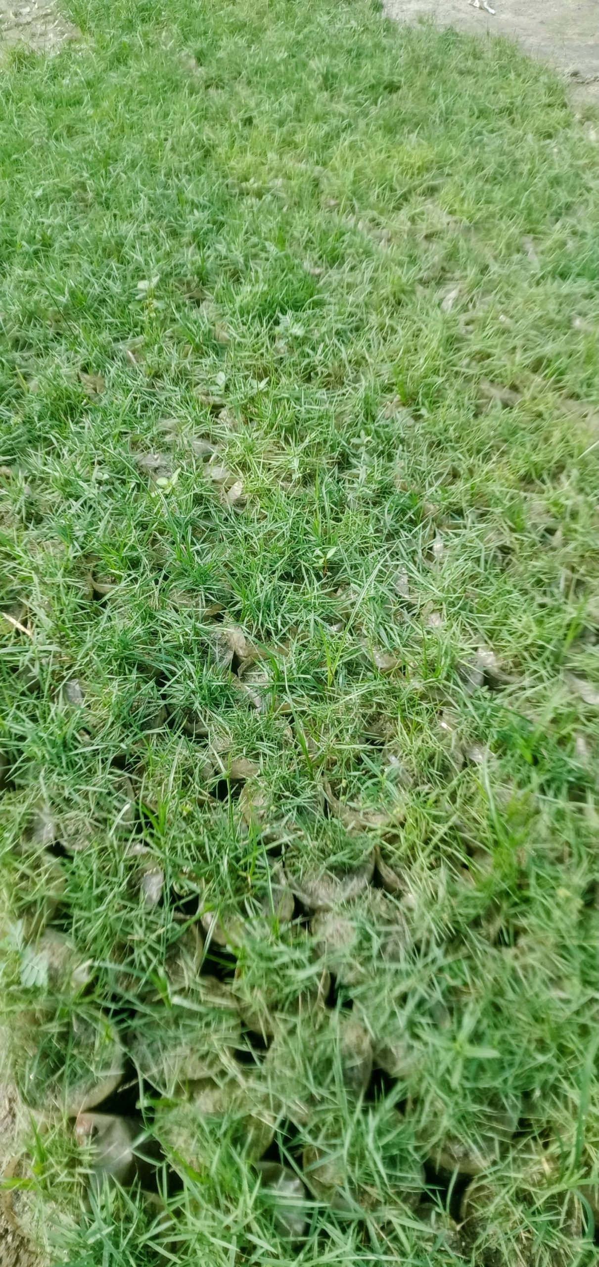 কার্পেট ঘাস,
ধরন. ঘাস মোটা,কার্পেটের মতো, - Image 3