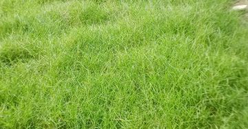 কার্পেট ঘাস,
ধরন. ঘাস মোটা,কার্পেটের মতো,