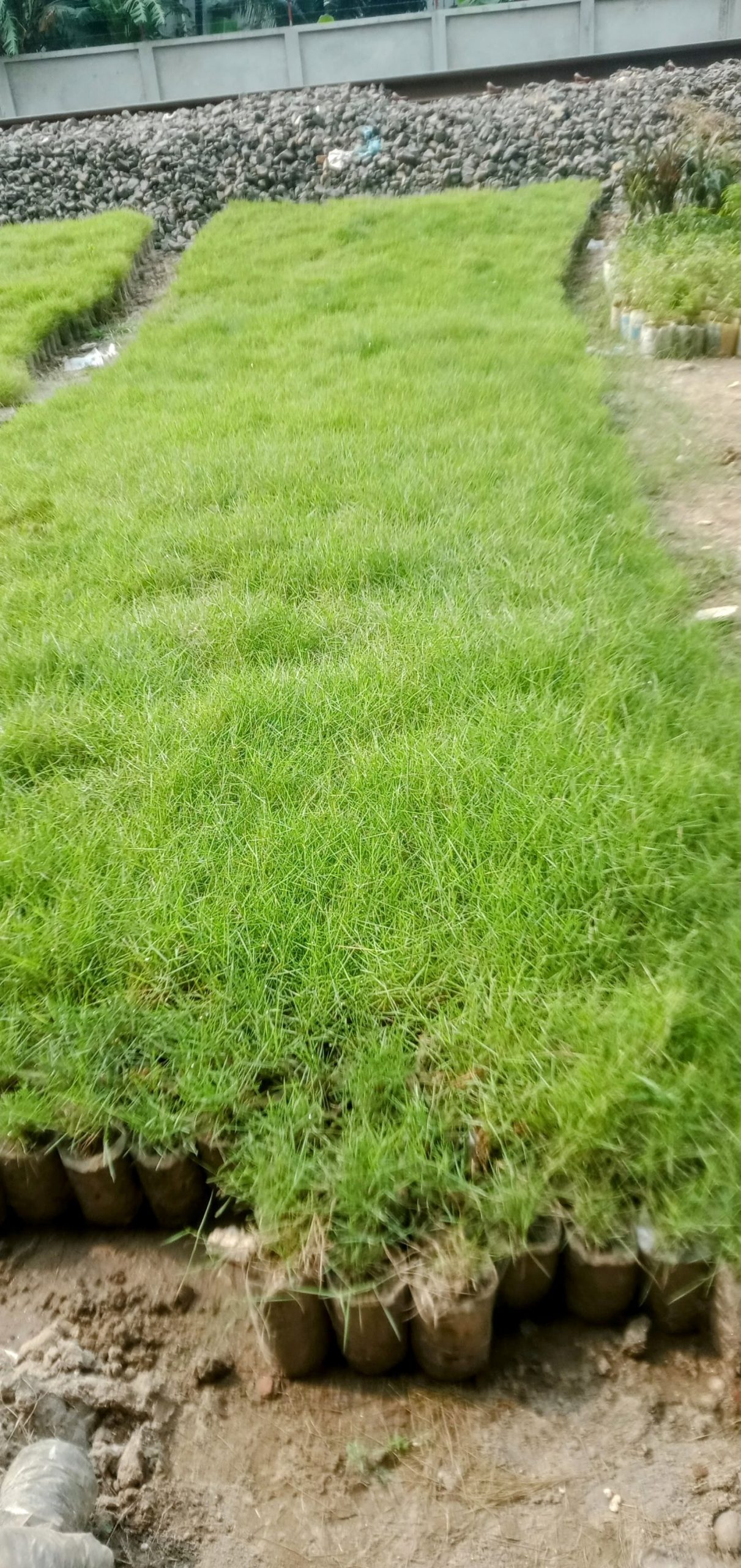 কার্পেট ঘাস,
ধরন. ঘাস মোটা,কার্পেটের মতো,