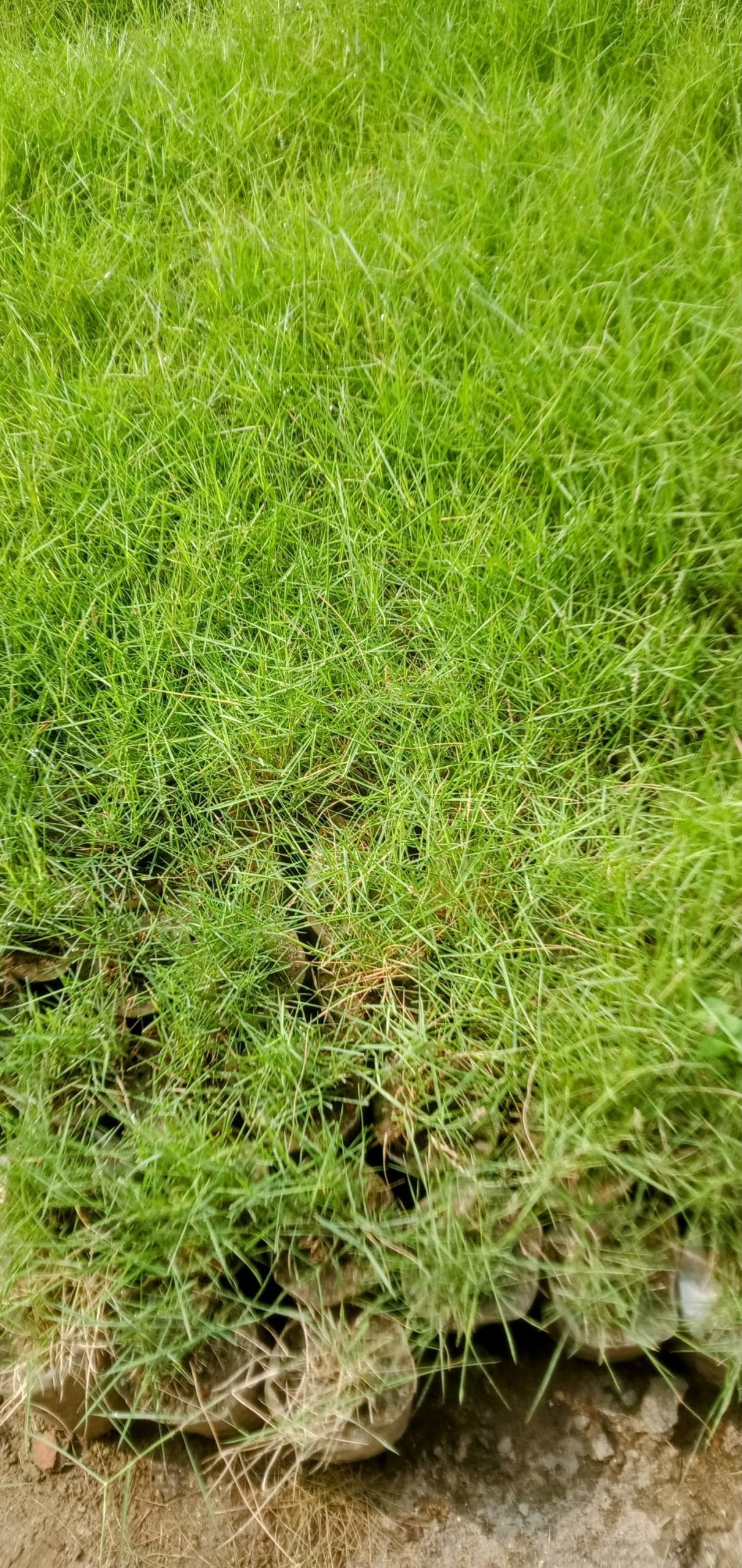 কার্পেট ঘাস,
ধরন. ঘাস মোটা,কার্পেটের মতো, - Image 2