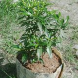 চাইনিজ টগর