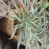 spaider indoor plant