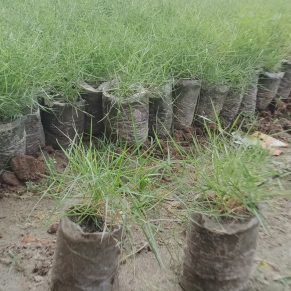 কার্পেট ঘাষ