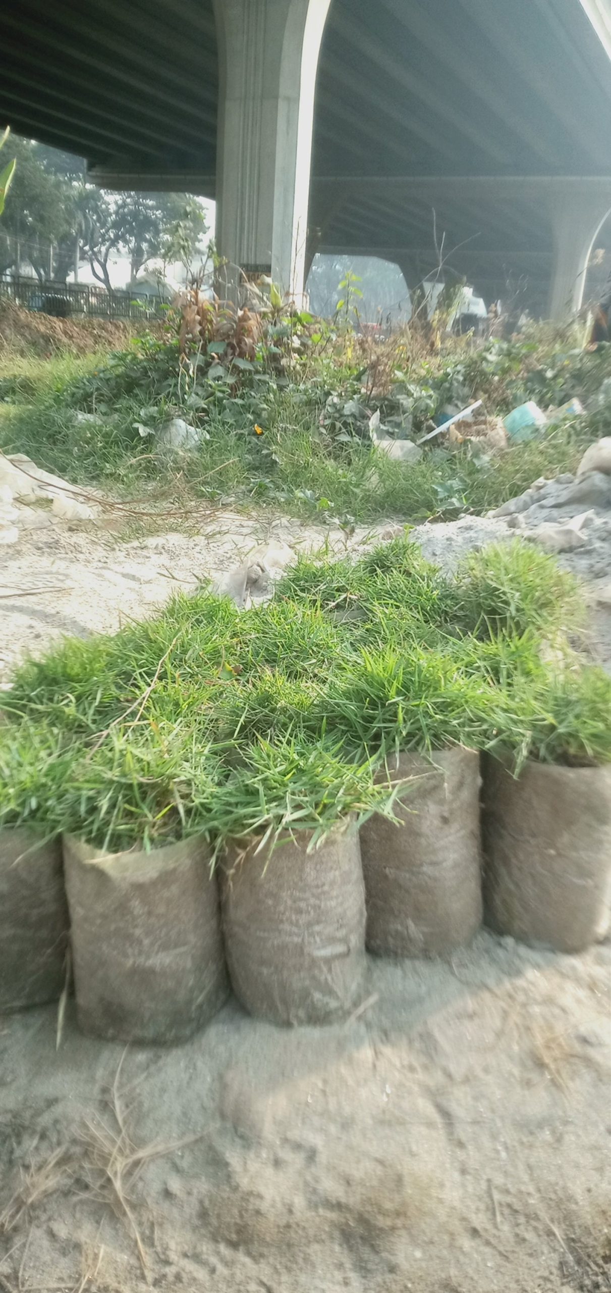 কার্পেট ঘাস,
ধরন. ঘাস মোটা,কার্পেটের মতো, - Image 4