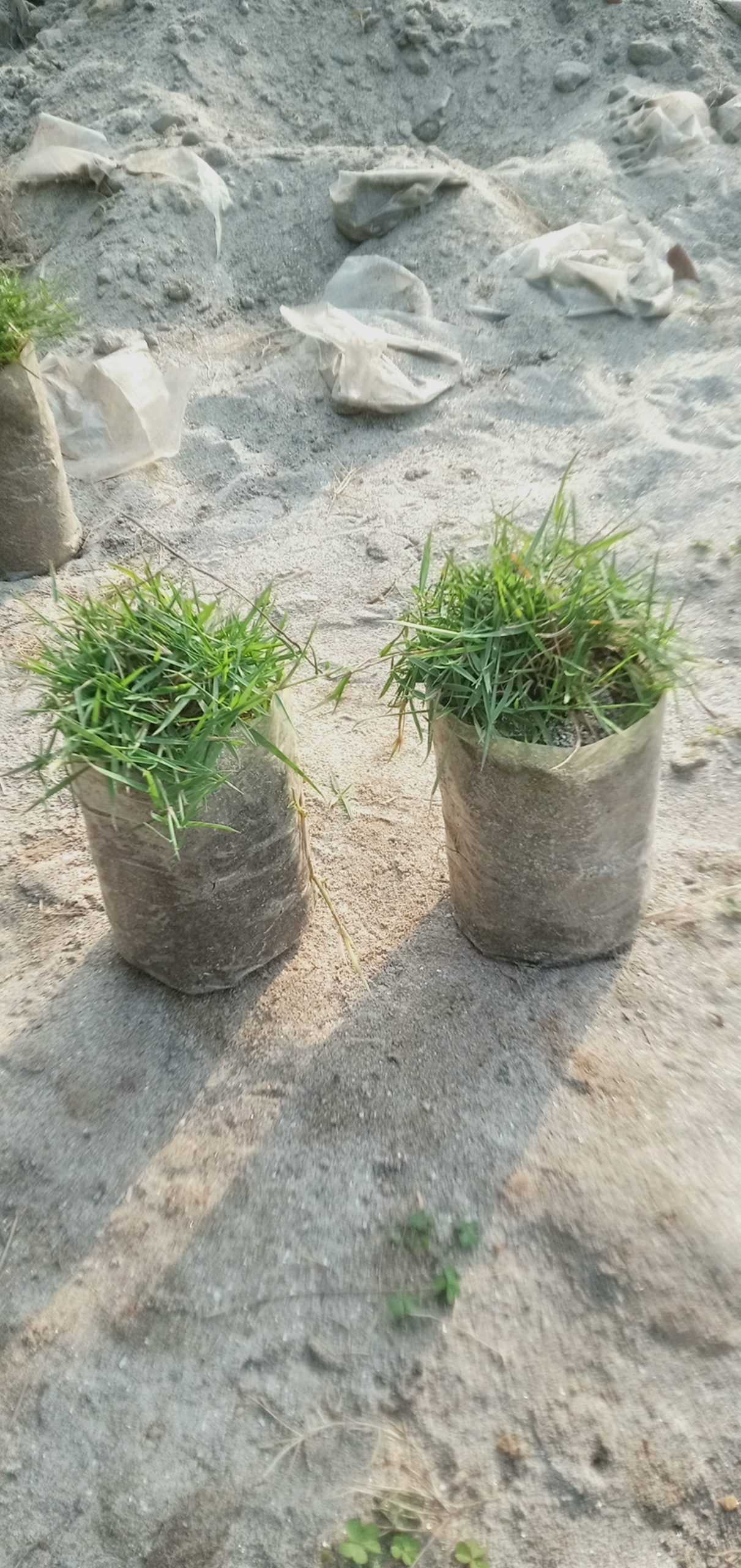 কার্পেট ঘাস,
ধরন. ঘাস মোটা,কার্পেটের মতো, - Image 5