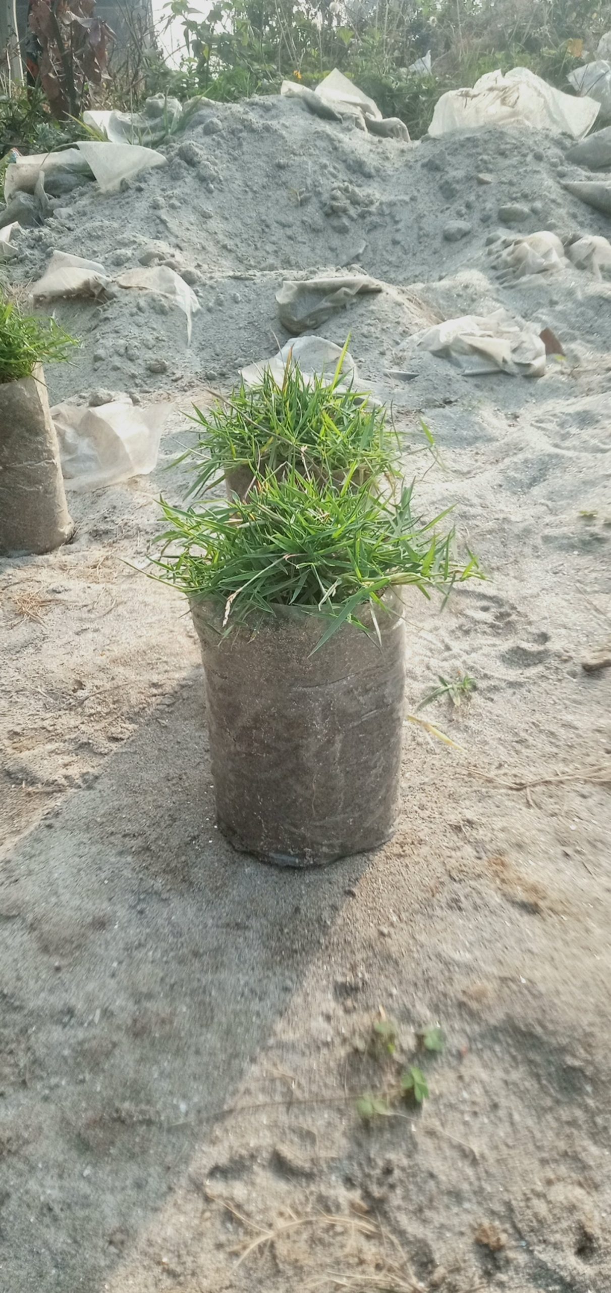 কার্পেট ঘাস,
ধরন. ঘাস মোটা,কার্পেটের মতো, - Image 6