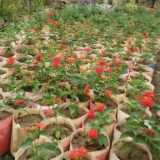 লেনথোনা ফুল গাছ,
ধরন. ফুল গাছ,
সাইজ. ছোট,
রং. লাল কালার,