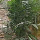 কেনটিনার পাম,
ধরন. ইন্ডোর উদ্ভিদ,
সাইজ. 5 ফিট,