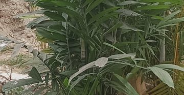 কেনটিনার পাম,
ধরন. ইন্ডোর উদ্ভিদ,
সাইজ. 5 ফিট,