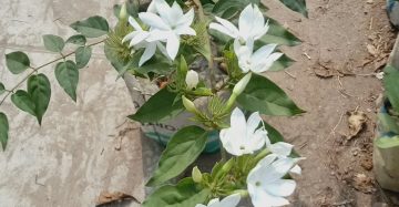কুন্দ ফুল বা জুই ফুল,
ধরন. ফুল গাছ শীর্ষনালি,
সাইজ. ০১‌ ফিট, ছোট,
রং. সাদা কালার,