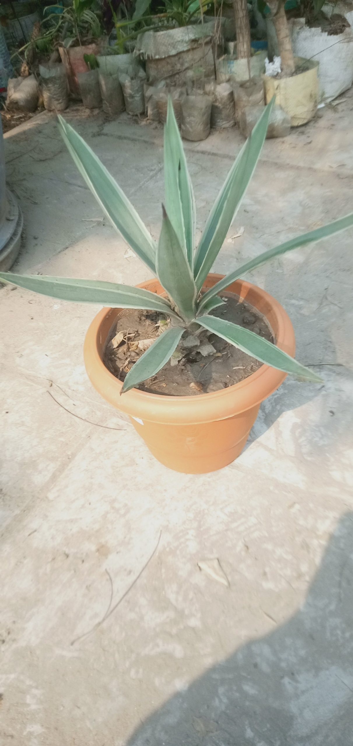 প্রাকৃতিক নাম। সেঞ্চুরি,
ধরন। ইন্ডোর উদ্ভিদ,
সাইজ। ০১ ফিট, - Image 3