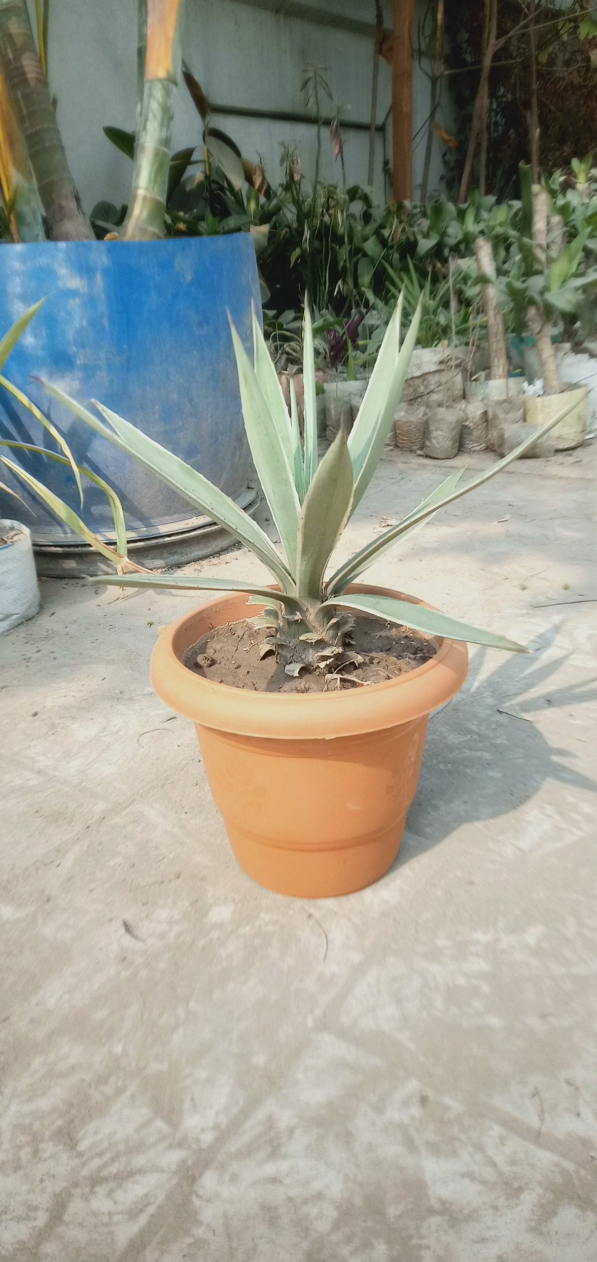 প্রাকৃতিক নাম। সেঞ্চুরি,
ধরন। ইন্ডোর উদ্ভিদ,
সাইজ। ০১ ফিট, - Image 4