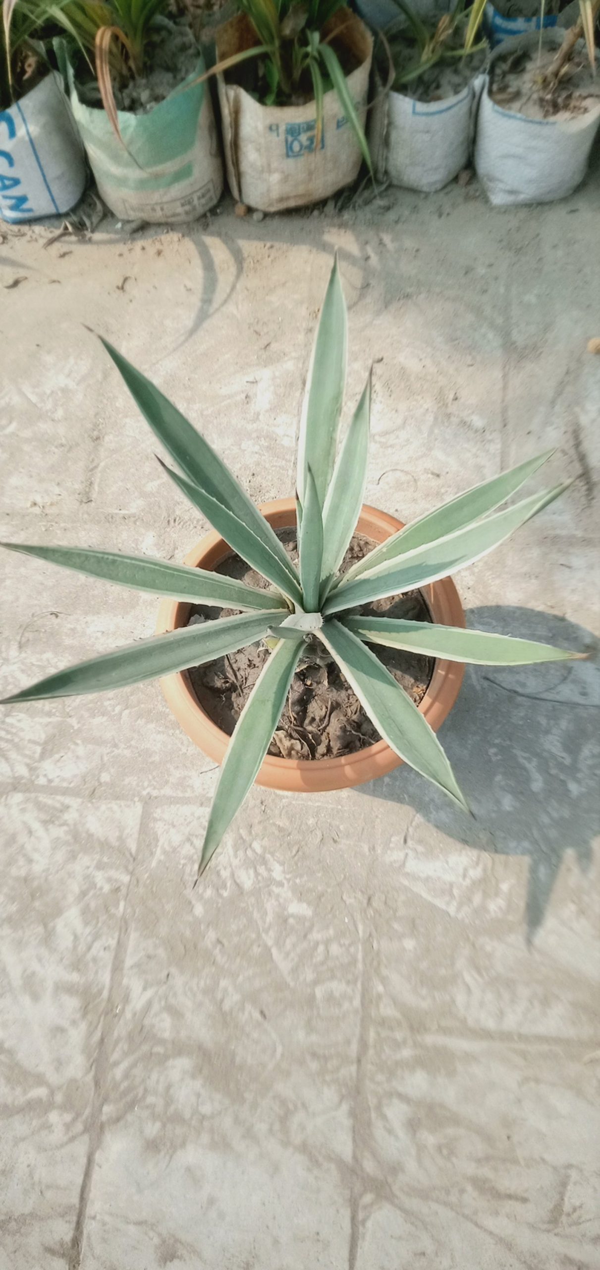 প্রাকৃতিক নাম। সেঞ্চুরি,
ধরন। ইন্ডোর উদ্ভিদ,
সাইজ। ০১ ফিট,