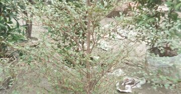naga chuya,
type. outdoor plant,
size. 05 fret,