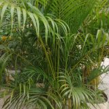 areca pump,
type.indoor plant,
size. 05 fret,
