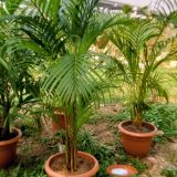 plant name. areca pump,
for office rental,