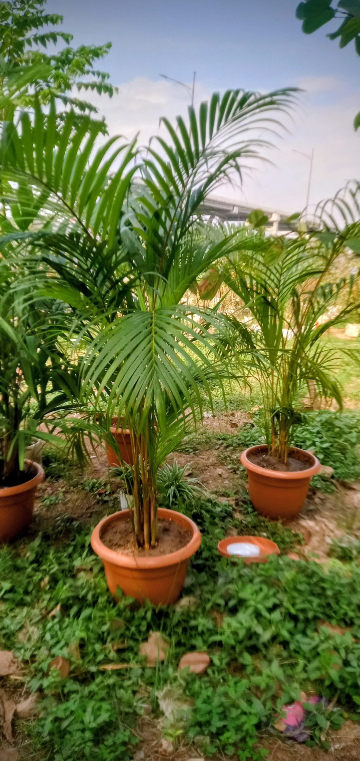 plant name. areca pump,
for office rental,