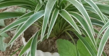 spider।
type. indoor plant,
size. one size, 
colour. blue and white,
