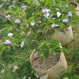 ব্রানফেলসিয়া,
ধরন. ফুল গাছ, আউট ডোর,
ঘ্রাণ. অনেক বেশি,
সাইজ. ০২ ফিট,
