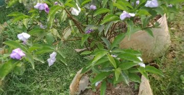 ব্রানফেলসিয়া,
ধরন. ফুল গাছ, আউট ডোর,
ঘ্রাণ. অনেক বেশি,
সাইজ. ০২ ফিট,