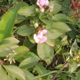 রোডো ক্যাকটাস, 
ধরন. ফুল গাছ,
সাইজ. ছোট,