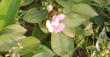 রোডো ক্যাকটাস, 
ধরন. ফুল গাছ,
সাইজ. ছোট,