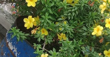 আলমানডা,
ধরন. ফুল গাছ,
সাইজ. ২ ফিট,
রং. হলুদ কালার,
সময়. বারমাসি ফুল ফোটে,