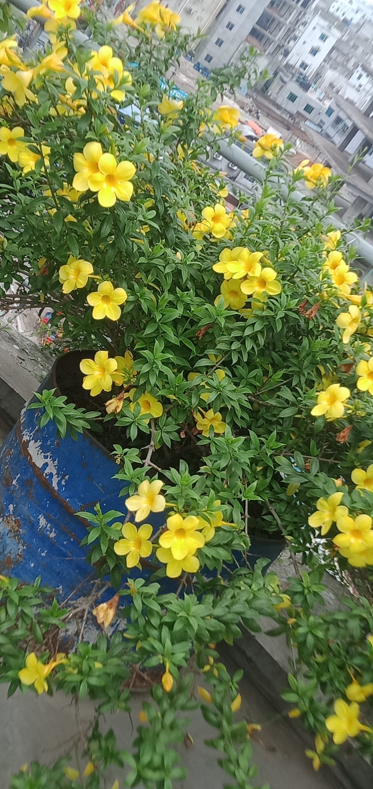 আলমানডা,
ধরন. ফুল গাছ,
সাইজ. ২ ফিট,
রং. হলুদ কালার,
সময়. বারমাসি ফুল ফোটে,